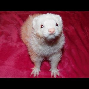 Meet your Posher, Ellie